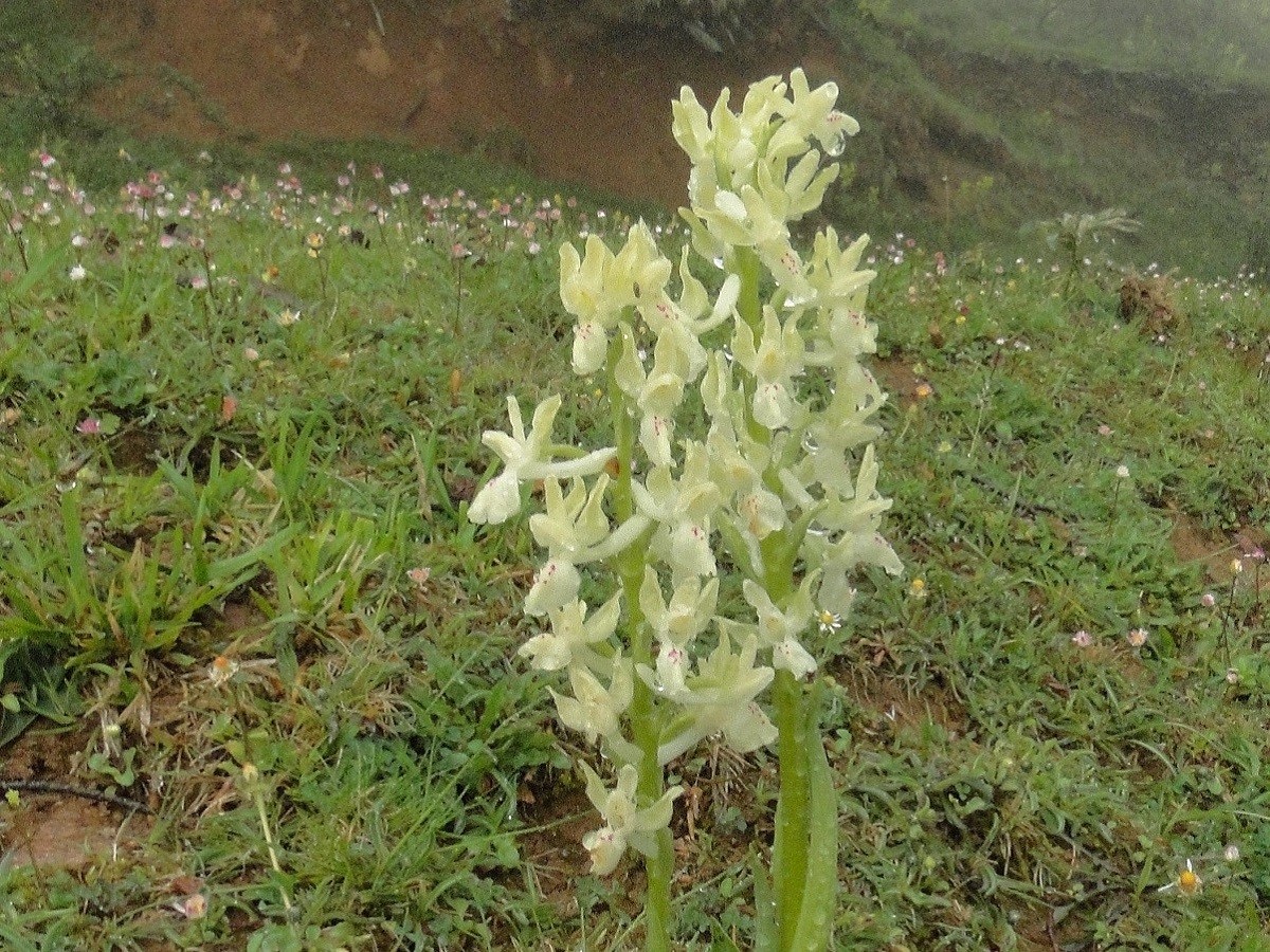 Orchis provincialis (Orchidaceae)
